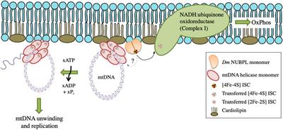 Implications of Membrane Binding by the Fe-S Cluster-Containing N-Terminal Domain in the Drosophila Mitochondrial Replicative DNA Helicase